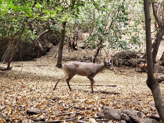 Santuario los venaditos